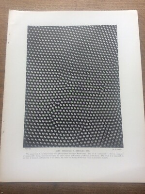 A Beetles eye view of stamp Insect 1912 print A4 size Free UK Postage ...