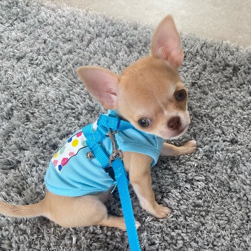 XXXS XXS XS Cute Teacup Dog Clothes Pajamas Pet Puppy Outfit for