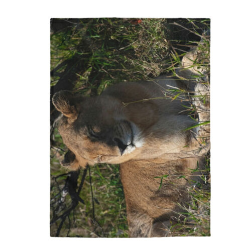 Velveteen Plush Blanket- Lioness 30x40 inches - Bild 1 von 3