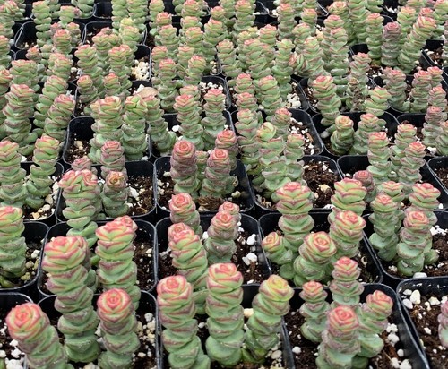 4 X String of Button Succulent Cuttings Crassula Perforata Succulents Garden - Picture 4 of 4