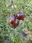 graines de tomates Starfighter Primes