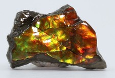 KORITE Ammolite Ammonite shell 41.7mm 1.64" Alberta Canada COA 7139