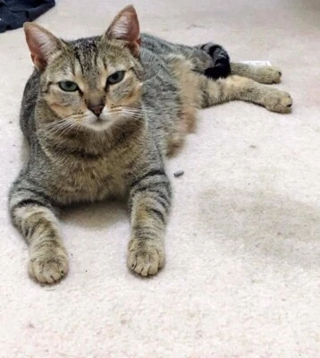 Cavani The Lovely Mama Cat Cats Kittens Gumtree Australia