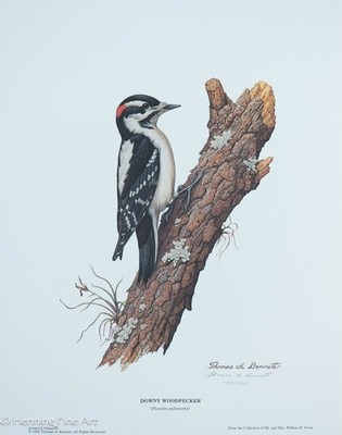 Lovely Thomas Bennett Signed Lithograph Song Bird Series Downy Woodpecker 6
