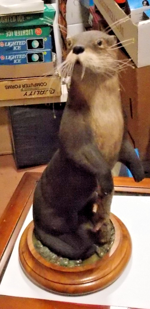 Realistic River Otter Carving by Master Carver Edward Bud Itter Sr. Pasadena, MD