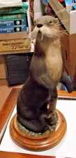 Realistic River Otter Carving by Master Carver Edward Bud Itter Sr. Pasadena, MD