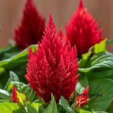 1000 Seeds Celosia Plumosa Ornamental Plants Woolflowers Cockscombs Home Garden