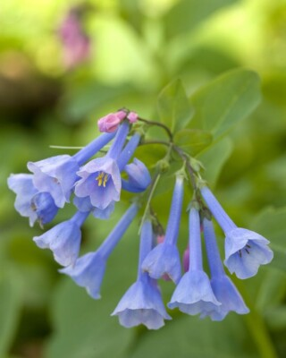 #ad Blue Bells Bulbs Mertensia Virganica Bare root $18.99