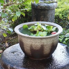 Size 13 Gray-Glazed Shigaraki Water Bowl for Goldfish/Medaka