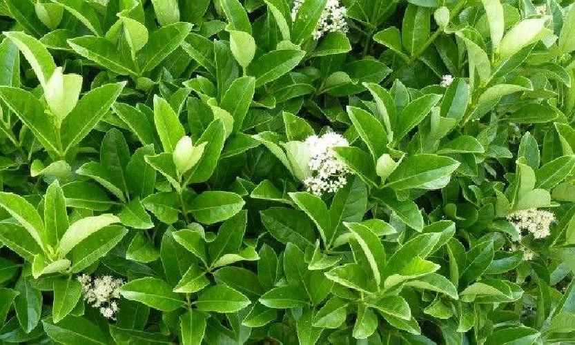 VIVAIO GARDEN FOREST VIBURNO LUCIDO (VIBURNUM LUCIDUM) H 80CM piante per siepi