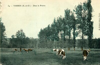 YERRES Auf der Wiese mit Kuhherde PLUS eine Karte ANGEBOT