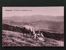 VALLOMBROSA IL PASCOLO IN SECCHIETA - 1930 CIRCA - FIRENZE - 5155