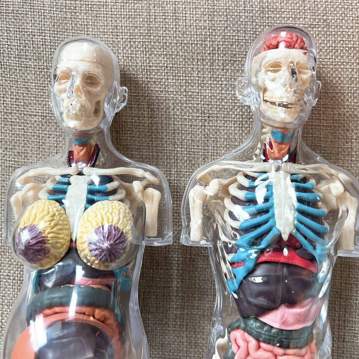 ☆Pre owned☆ Supreme Male& Female Transparent Torso Anatomy ☆Pre owned☆ Supreme Male& Female Transparent Torso Anatomy