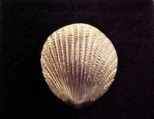 Vintage Gold Tone Metal Sea Shell Belt Buckle, Single Hook End 1-1/4" x 1-1/8"