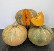 Pumpkin  35 Seeds Cucurbita moschata  Pumpkin