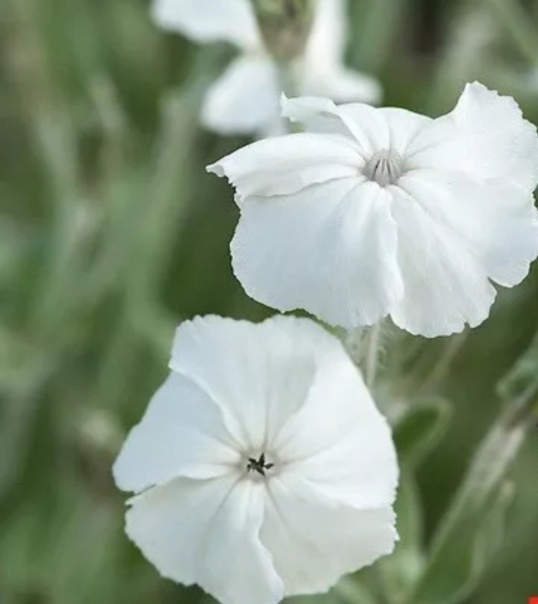 Lychnis Coronaria  Alba 50 SEEDS White Perennial Cottage Garden | eBay UK