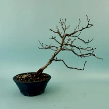 Korean Hornbeam Bonsai #2 Great Tree!