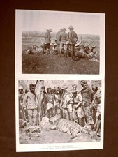 Il Conte di Torino nella caccia in India nel 1899 Trofei Assam e Tigre Hyderabad