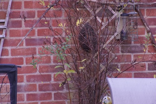 SONY E MOUNT ADAPTED Cosina 100-300MM Telephoto LENS + A7 NEX,A6000 M42 - Picture 5 of 16