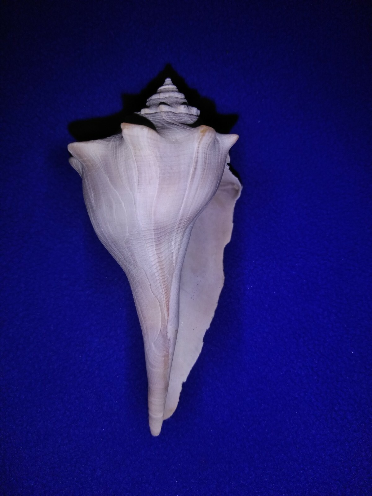W132 Knobbed Whelk Conch Sea Shell 3 1/2