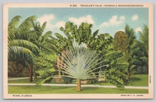 Travelers Palm Ravenala Madagascariensis Miami Florida Linen Postcard