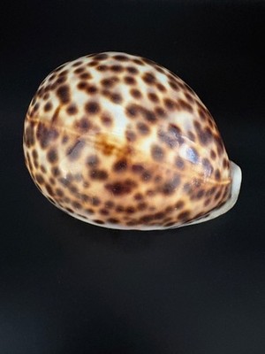 Monster Hawaiian Tiger Cowrie 123.8mm Cypraea Tigris Schilderiana Giant 4-7/8''