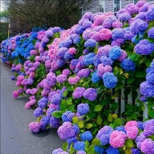 30pcs Blue Pink Purple Hydrangea Seeds - Stunning and Resilient Perennial Flower