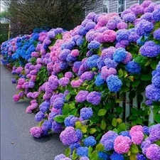 30pcs Blue Pink Purple Hydrangea Seeds - Stunning and Resilient Perennial Flower