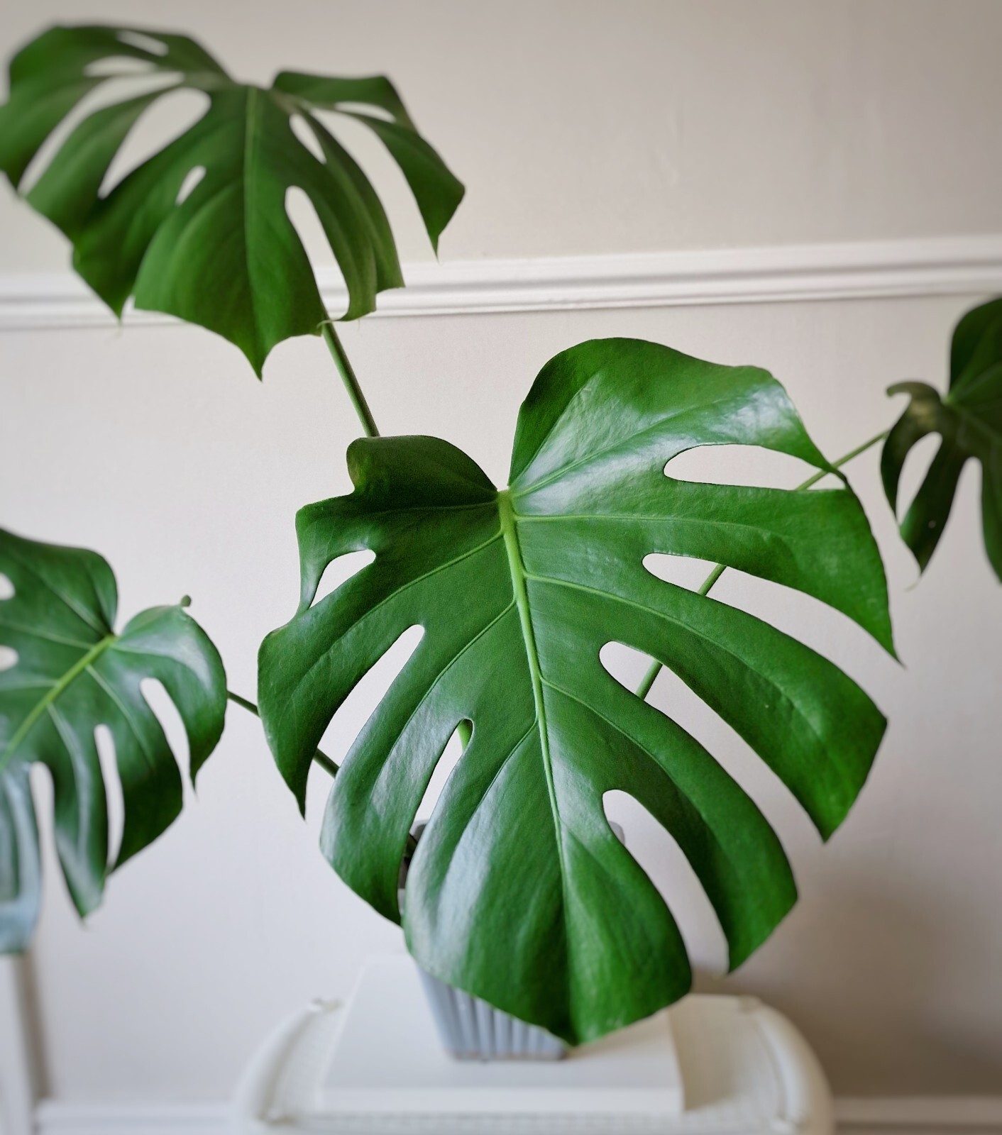 Indoor Potted Monstera Deliciosa Swiss Cheese Plant eBay