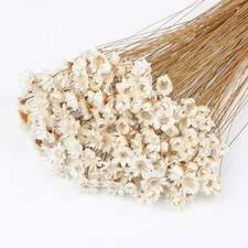 320 Stems Dried Flowers Brazilian Small Star Daisy Decorative Dried Flowers M...