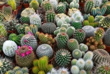 100 Cacti Seeds Mix Ships from Iowa USA Grow Exotic Cacti