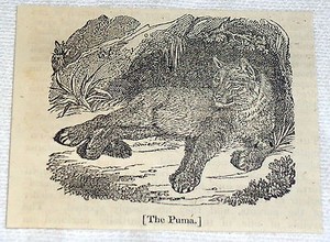 1832 small magazine engraving ~ THE PUMA lying in shade