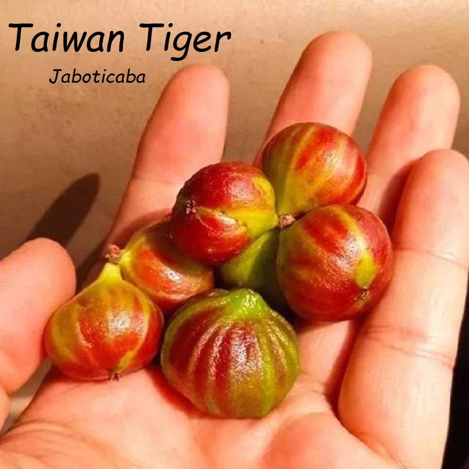 ~Taiwan Tiger Jaboticaba~ Rare Plinia Taiwan Tiger Grape Fruit Tree sml Plant - Image 4 of 4