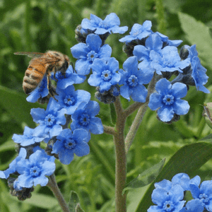 1 Lb Chinese Forget Me Not Wildflower Seeds Everwilde Farms Mylar Image Is Loading 1 Lb Chinese Forget Me Not Wildflower Seeds