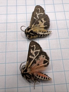 Erebidae Apantesis williamsii? X2 WOW! NICE COLORS!! ARC 117 Coll. Sk Canada