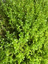 20+ Rooted Bacopa Monnieri Plants – Water Hyssop – Live Aquarium Aquascape