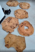 China Fir Burl Slice