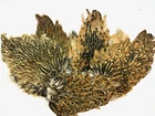 A grade speckled hen capes natural colours for craft soft hackles fly fishing