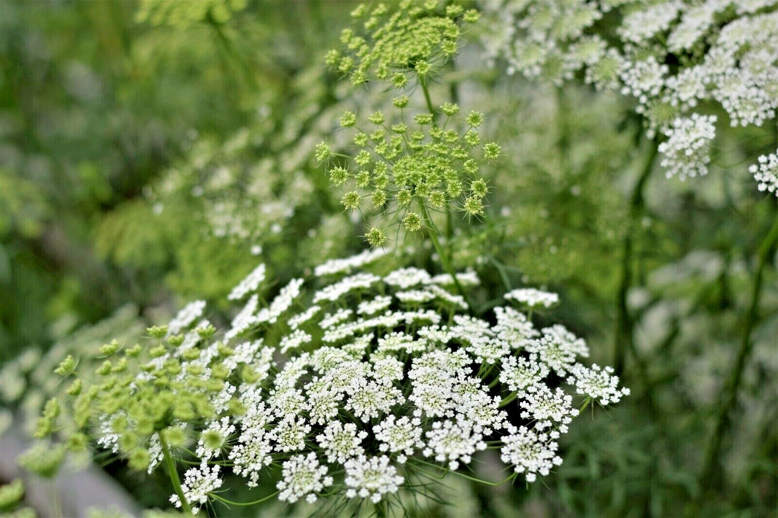 Bishop's lace plant