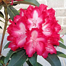 Rhododendron Lumie - 4Ltr Pot Large XXXL Very Rare Flowering Evergreen Shrub