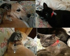  Ciondoli per COLLARE del vostro GATTO o CANE (ENTRA E SCEGLI ) Entra e scegli 