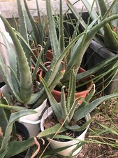 Aloé vera - Aloe barbadensis - Aloes des Barbades