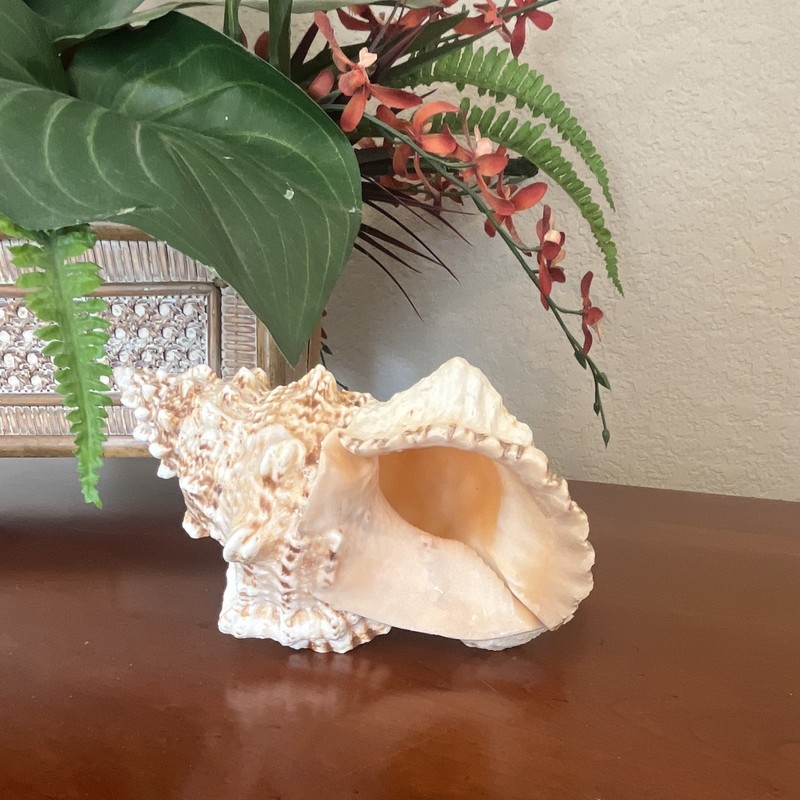 Large Natural Spiny Conch Sea Shell Specimen Seashell Approx. 7 in