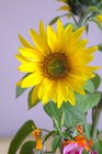 Bild 6 von 8