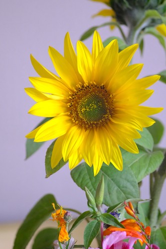 Jupiter-11A 135mm f4 Manual Focus Telephoto Lens, M42 Screw Mount - see images - Picture 6 of 8