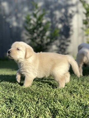 Labrador Puppies In Queensland Dogs Puppies Gumtree Australia Free Local Classifieds