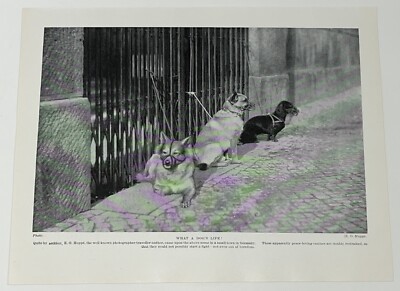 DREI HUNDE mit MAULKÖRBE - 30er Jahre VINTAGE BUCHILLUSTRATION