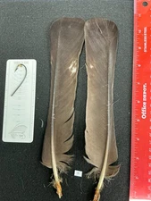 Capercaillie Pheasant Tail Feathers