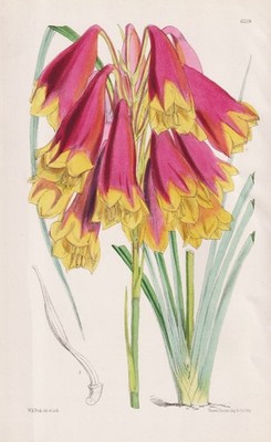 Blandfordia Flammea New South Wales Botanik flower botany lithograph Curtis 6209