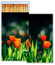 Tulips Set of 6 Large Matchboxes with Wooden Matches